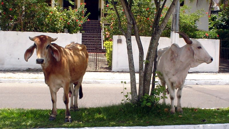 animais na rua