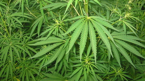 maconha