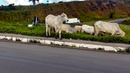 vacas